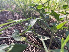 Richardia brasiliensis