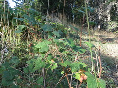 Ribes viscosissimum