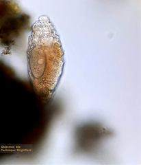 Philodinidae