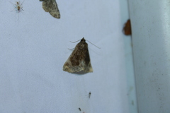 Hypena abalienalis