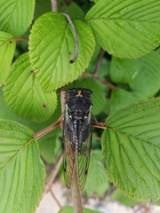 Neotibicen lyricen engelhardti