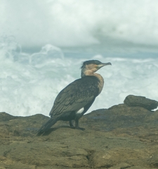 Phalacrocorax carbo lucidus