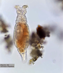 Philodinidae