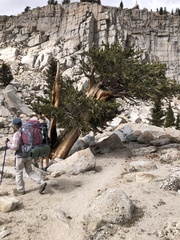 Pinus balfouriana