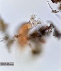 Philodinidae