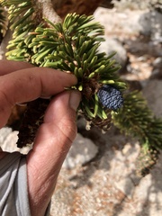 Pinus balfouriana