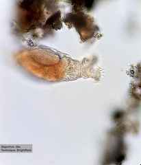 Philodinidae