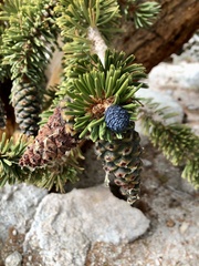 Pinus balfouriana