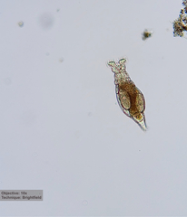 Philodinidae