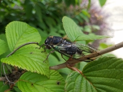 Neotibicen lyricen engelhardti