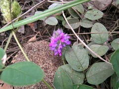 Uraria lagopodioides