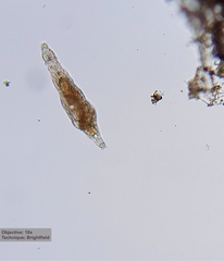 Philodinidae
