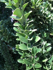 Ilex crenata