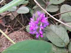 Uraria lagopodioides