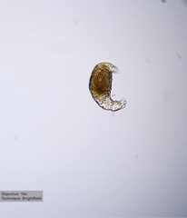 Philodinidae