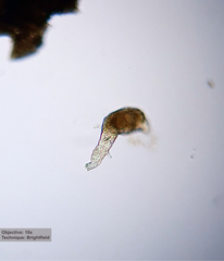 Philodinidae