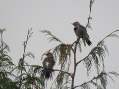 Colaptes auratus cafer