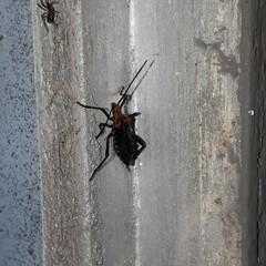 Phthiacnemia picta