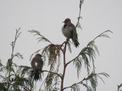 Colaptes auratus cafer