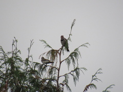 Colaptes auratus cafer