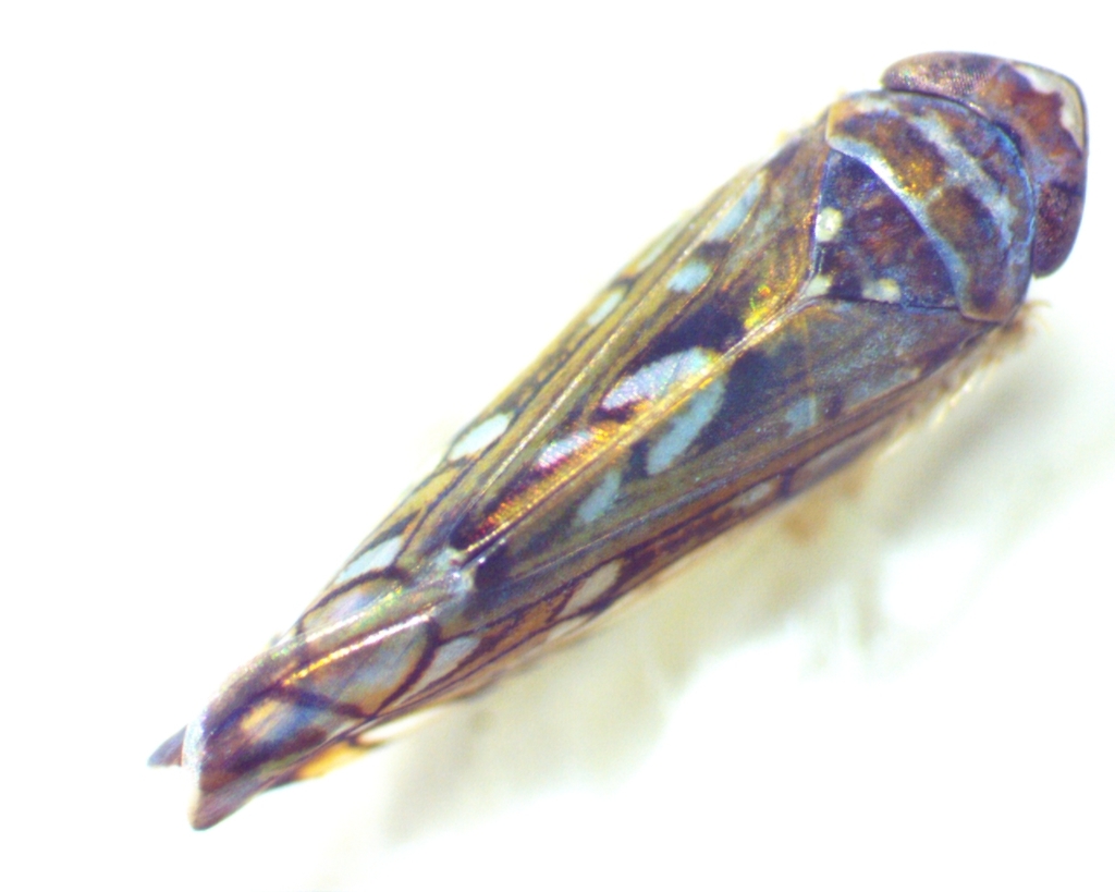 Scaphoideus immistus