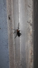 Phthiacnemia picta