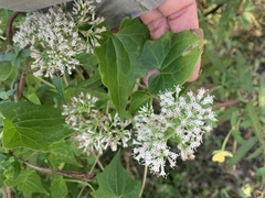 Mikania scandens