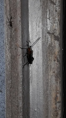 Phthiacnemia picta