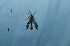 Synanthedon acerni