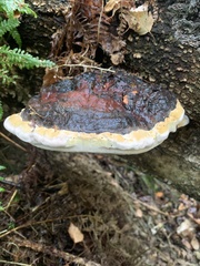 Fomitopsis pinicola