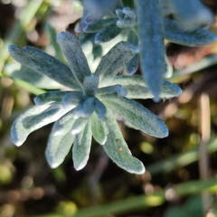 Helichrysum stoechas