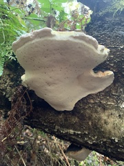 Fomitopsis pinicola