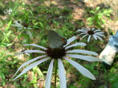Echinacea sanguinea