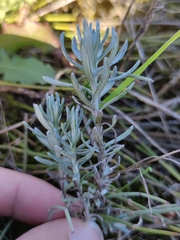 Helichrysum stoechas