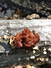Phaeotremella
