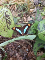 Adelpha serpa