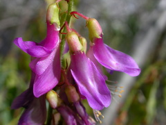 Hedysarum hedysaroides hedysaroides