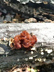 Phaeotremella