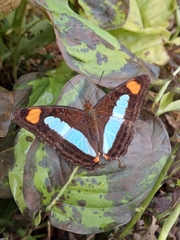 Adelpha serpa