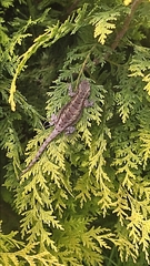 Sceloporus grammicus