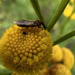 Dilophus stigmaterus