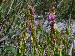 Hedysarum hedysaroides hedysaroides