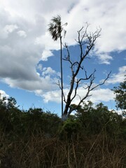 Livistona inermis