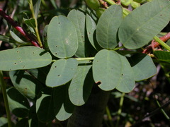 Hedysarum hedysaroides hedysaroides