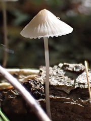 Mycena galericulata