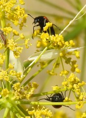 Heliotaurus ruficollis