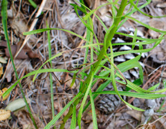 Liatris