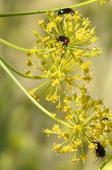 Heliotaurus ruficollis