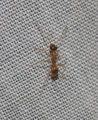 Myrmecocystus testaceus