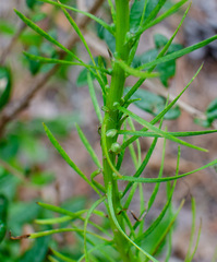 Liatris